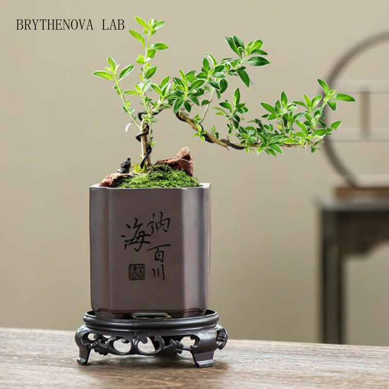 Wadah Penanam Pot Bunga Vas Bo - Bonsai Garden Europe ulasan dan harga