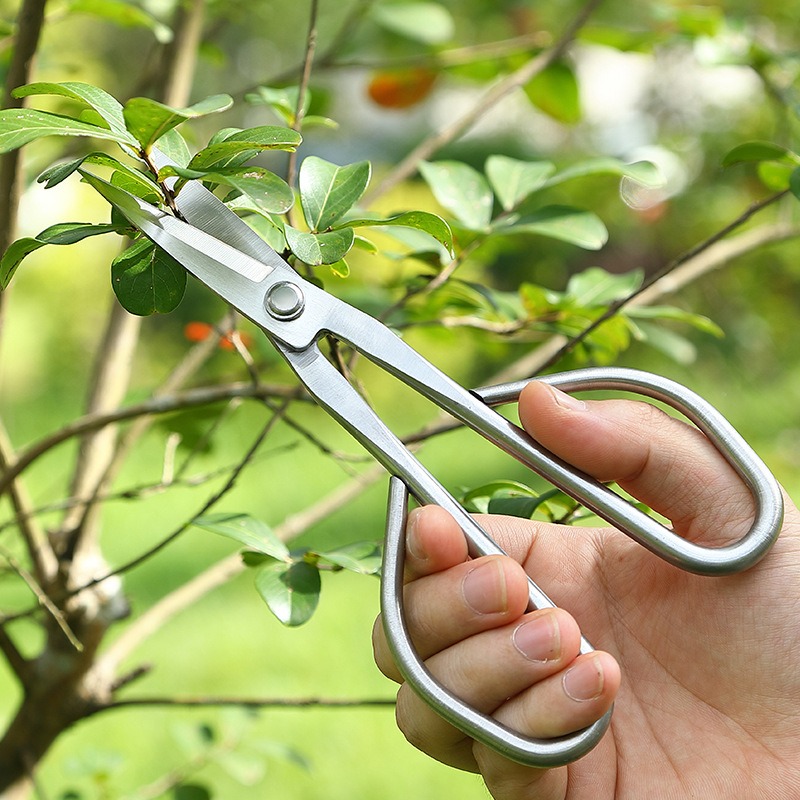 Gunting Daun Muda Alat Bonsai  - Concave Branch Cutter ulasan dan harga