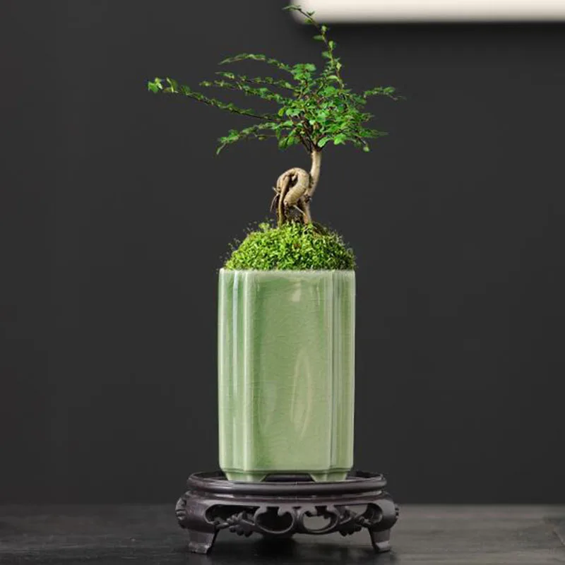 Pot Bunga Anggrek Celadon Pers - Bonsai Garden Europe ulasan dan harga