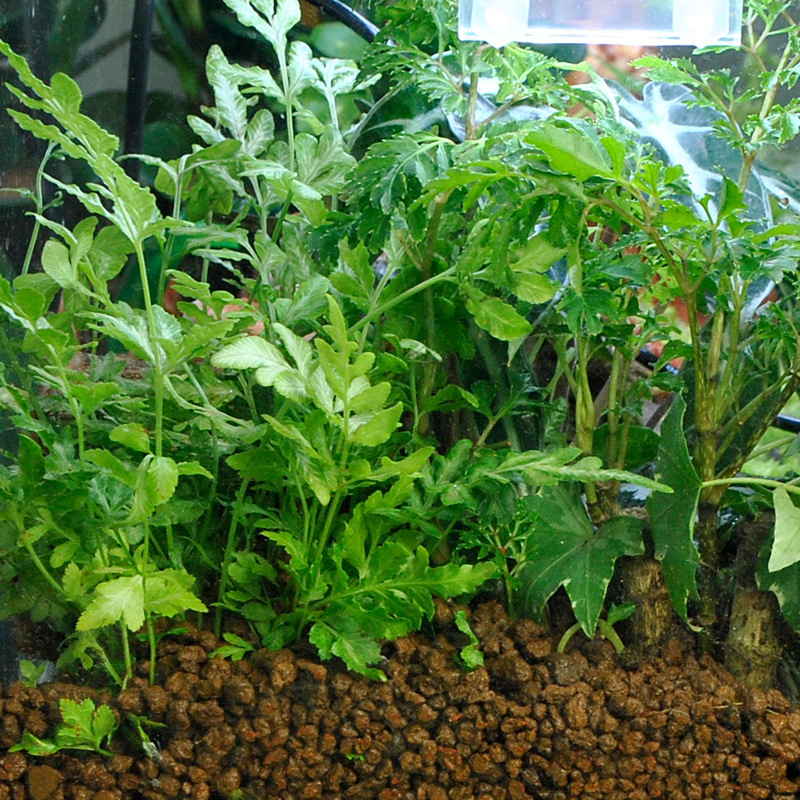 WAJABABY Akadama Soil - Tanah  - Bonsai Soil Akadama ulasan dan harga